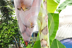 Banana blossom close up the bark of the petal has a natural surf