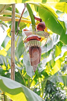 Banana blossom flower