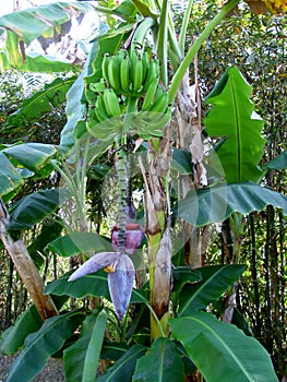 Banana blossom, flower and green bananas on banana palm tree