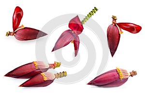 Banana blossom/flower and ripe banana on white background photo