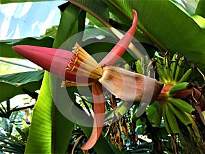 Banana blossom of interesting color spotted in greenhouse