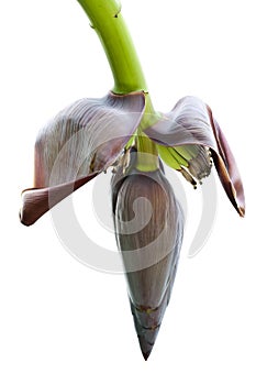 Banana Blossom on isolate white background