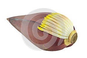 Banana blossom isolated