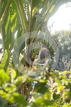 banana blossom with its early young brunch at Leb Mu Nang banana tree