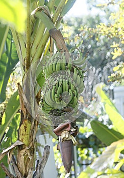 banana blossom with its young brunch at Leb Mu Nang banana tree