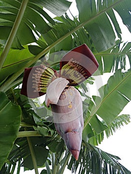 Banana Blossom or Jantung Pisang or Musa Paradisiaca on Tree