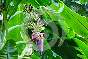 banana blossom properties to drink milk, nourish blood, help treat gastritis