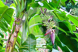 banana blossom properties to drink milk, nourish blood, help treat gastritis