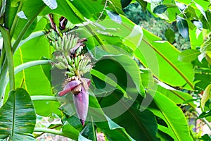 banana blossom properties to drink milk, nourish blood, help treat gastritis