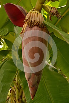 Banana blossom on the tree