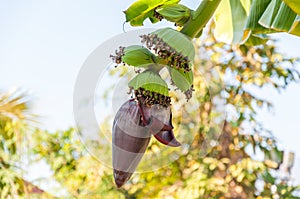 Banana blossom on the tree