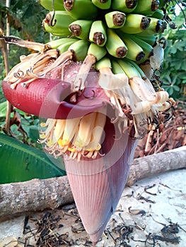 banana blossom. It is usually used for various types of cooking, some make it into shredded meat photo