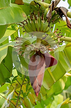 Banana blossom and young banana in banana tree on banana leaf ba