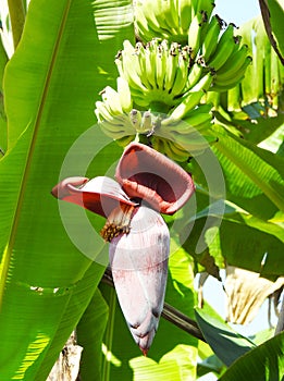 Banana blossom or â€˜Jantung Pisangâ€™ on a background of nature.