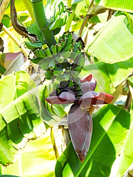 Banana blossom or â€˜Jantung Pisangâ€™ on a background of nature.