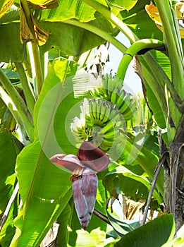 Banana blossom or â€˜Jantung Pisangâ€™ on a background of nature.