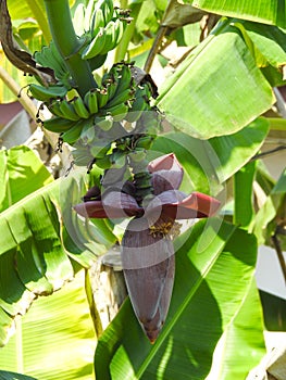 Banana blossom or â€˜Jantung Pisangâ€™ on a background of nature.
