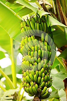 banana bluming and grove.big green clusters grow