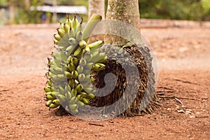 Banana Branch by a Tree