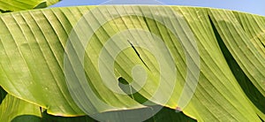 Banana branches and leaves. Tropical palm. Sunny weather. Tropicana leaf texture, large palm foliage nature and green background