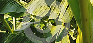 Banana branches and leaves. Tropical palm. Sunny weather. Tropicana leaf texture, large palm foliage nature and green background