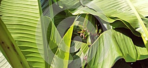 Banana branches and leaves. Tropical palm. Sunny weather. Tropicana leaf texture, large palm foliage nature and green background
