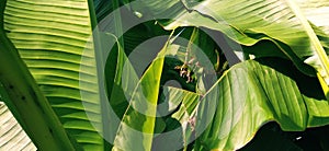 Banana branches and leaves. Tropical palm. Sunny weather. Tropicana leaf texture, large palm foliage nature and green background