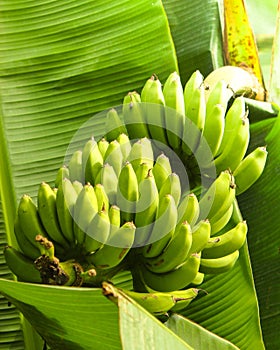 Banana bunch on banana tree