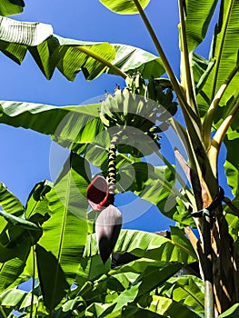 Banana bunch growing on a palm tree