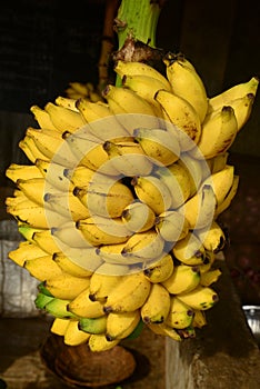 Banana Bunch