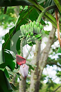 Banana bunch (Musa acuminata) photo