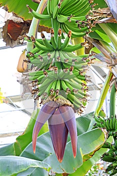 Banana bunch in a plantation