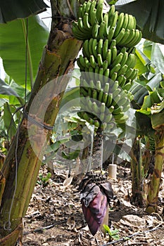 Banana bunch at Tenerife