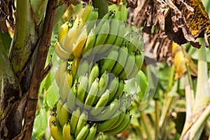 Banana Bunch On Tree