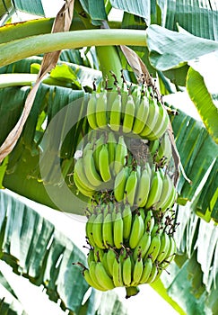 Banana bunch on tree in the garden