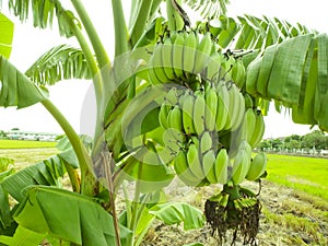 Banana bunch on tree in the garden,Thailand