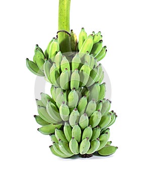 Banana bunch on tree isolated on white background. Bunch of bananas isolated