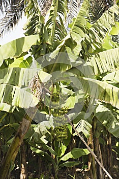 Banana bunch on tree