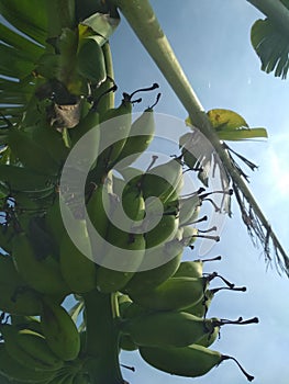 Banana bunches tree with blue sky background