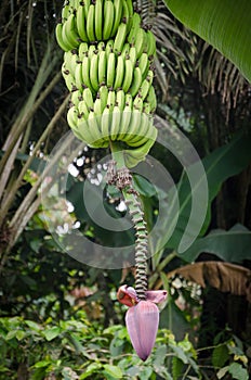 Banana bush baring many fruits and purple blossom in jungle of Cameroon, Africa