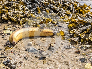 Banana and Closeup of colorful Bladder Wrack Fucus vesiculosus