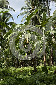 Banana and coconut trees in the Philippines.