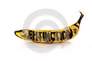 Banana contaminated by RaÃ§a Tropical 4 from panama mal, text in english written extinction