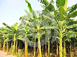 Banana crops