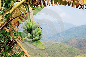 Banana and dries leaves