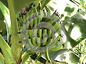 Banana Dwarf Cavendish Musa acuminata or Zwerg-Banane photo