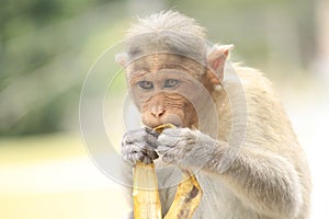 Banana eating monkey