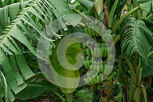 Banana farm in rainy season, bananas have beautiful fruit