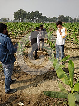 Banana farming by drip errigation in india