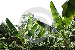 Banana field,banana farm with blue sky background.Agricultural background concept.